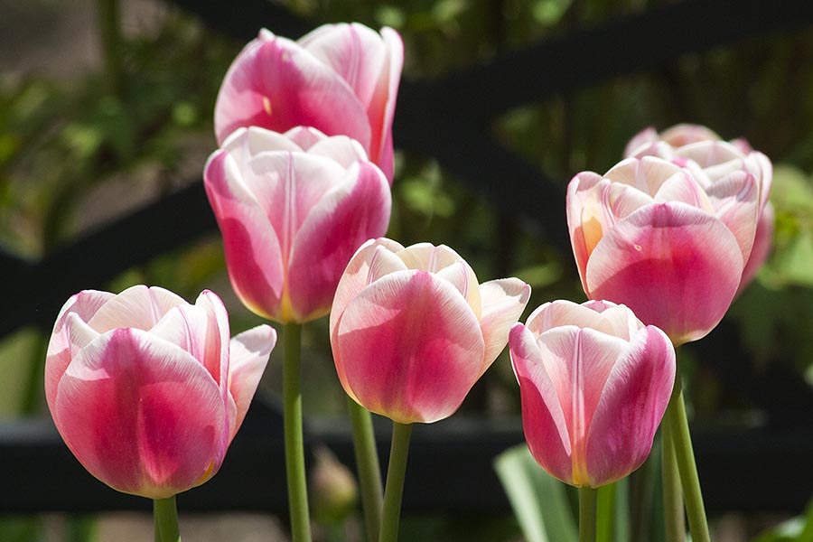 Beautiful Red & White Tulips